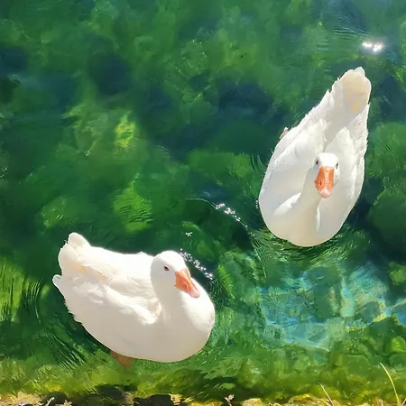 Apartamento Umbria Valnerina , Il Tartuffo, Sulla Via Di Francesco *